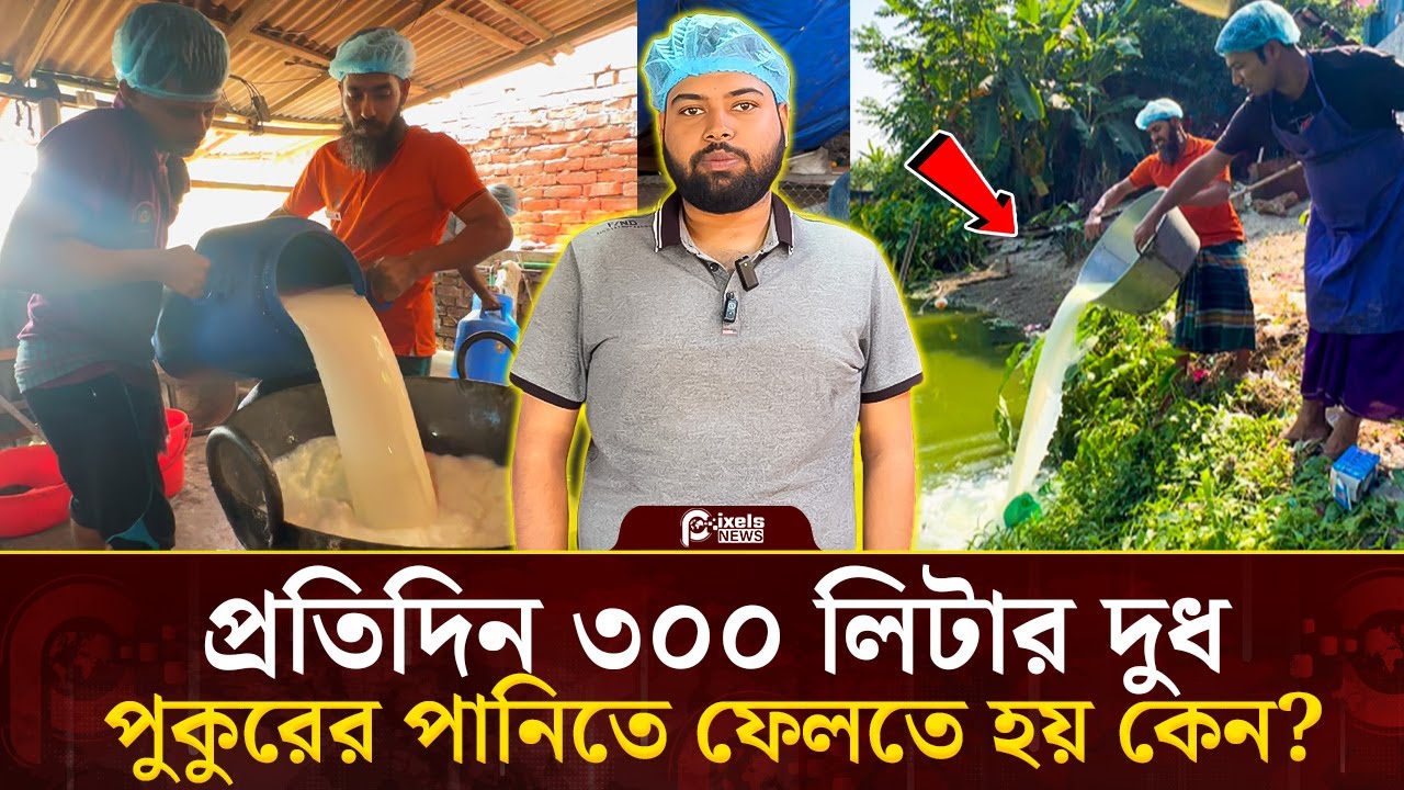 প্রতিদিন ৩০০ লিটার দুধ পুকুরের পানিতে ফেলতে হয় কেন? | Pixels News