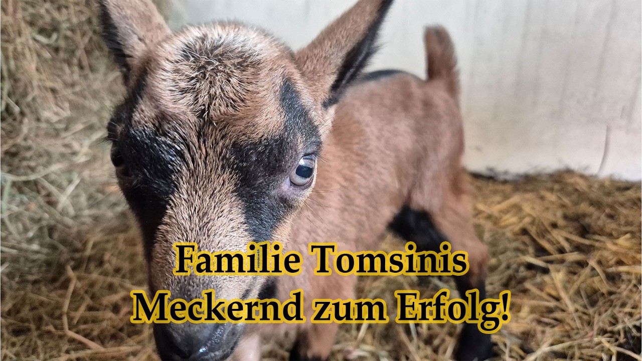 Familie Tomasini Wolfurt - Meckernd zum Erfolg