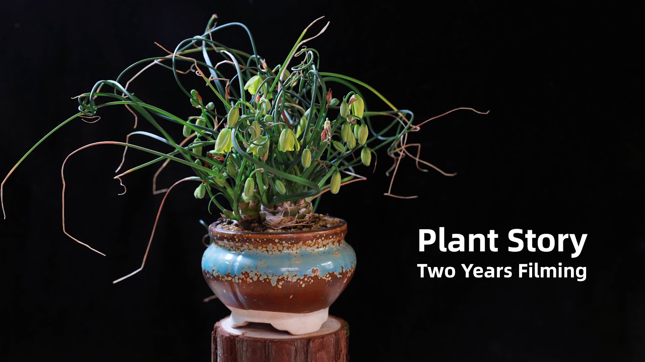Plant Story | Two Years of Waiting for One Spring Bloom｜The Life Story of Corkscrew Rush | 弹簧草两年的记录