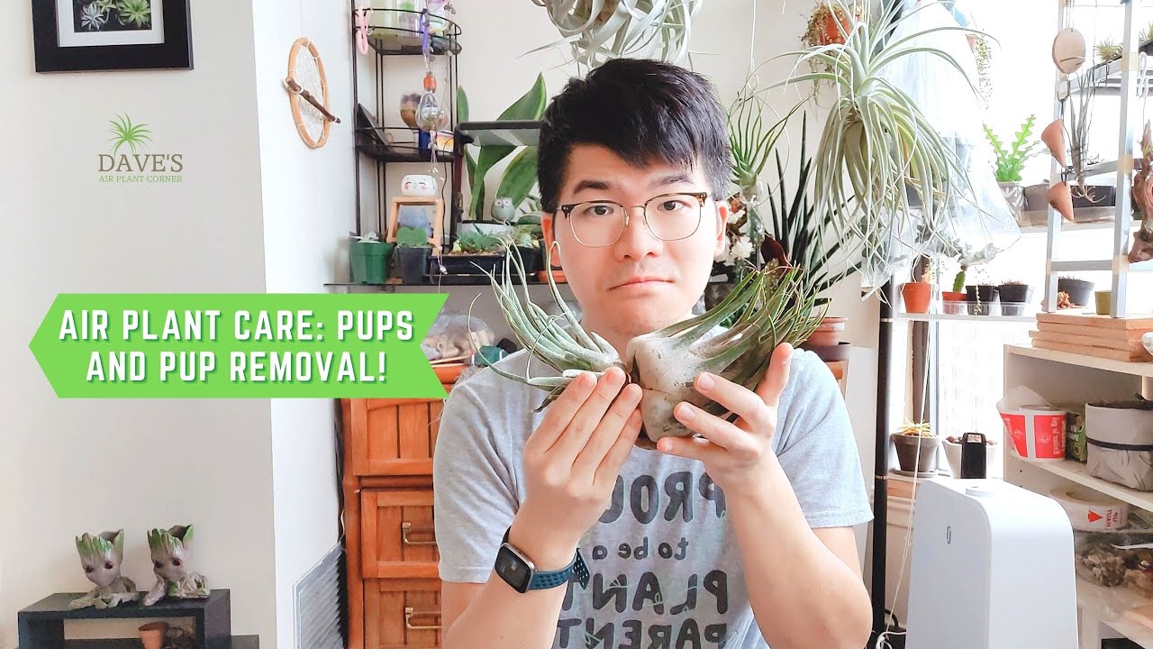 Air Plant Care: Pups and Pup Removal