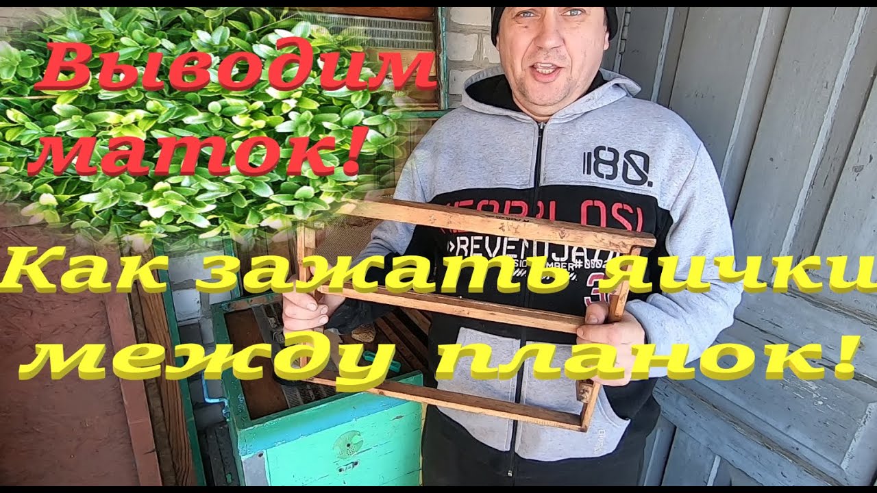 ВЫВОДИМ МАТОК КАК ЗАЖАТЬ ЯИЧКИ МЕЖДУ ПЛАНОК МОЙ МЕТОД НЕ ПЕРЕНОСЯ ЛИЧИНКИ! ОЧЕНЬ ПРОСТО ОБЪЯСНЯЮ...!