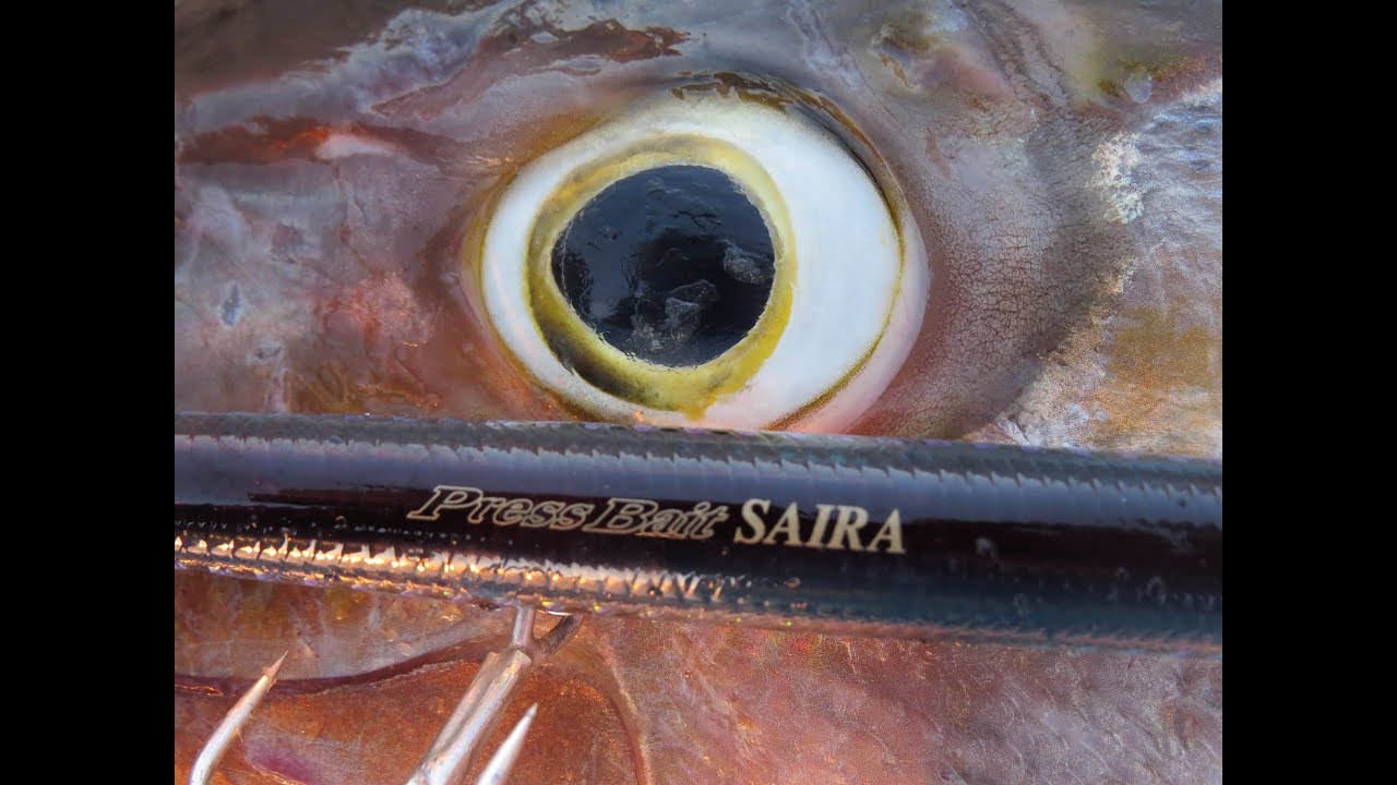 DUO Press Bait Saira and how to use it! Amberjack Included! Feat ZENAQ MUTHOS ACCURA 100H