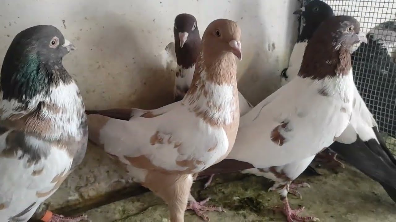 Guldar ablack kabootar_ Afghani beautiful pigeon) Quetta pigeons