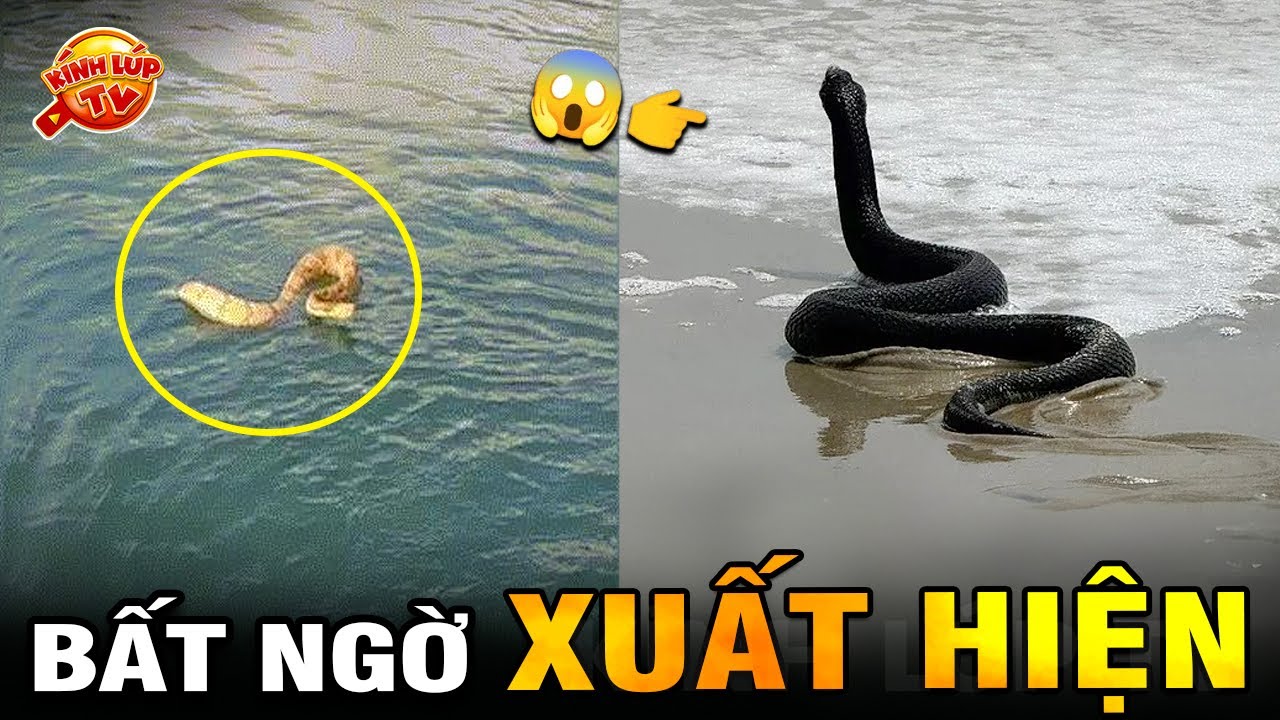 🔥 8 Động Vật Xuất Hiện ở Những Nơi Khó Tin Nhất Khiến Cả Làng Đổ Xô Ra Xem | Kính Lúp TV