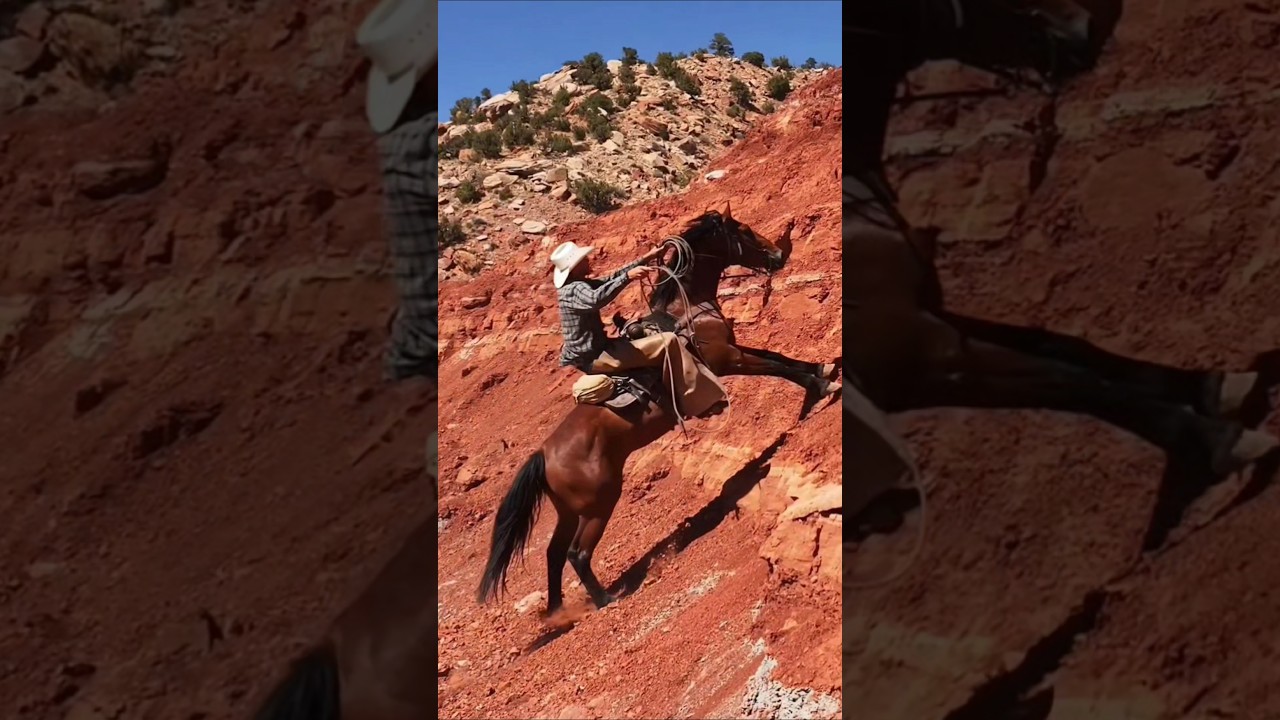 Tricky ascent #mustanghorse #horses #cowboy #westernworks #horses