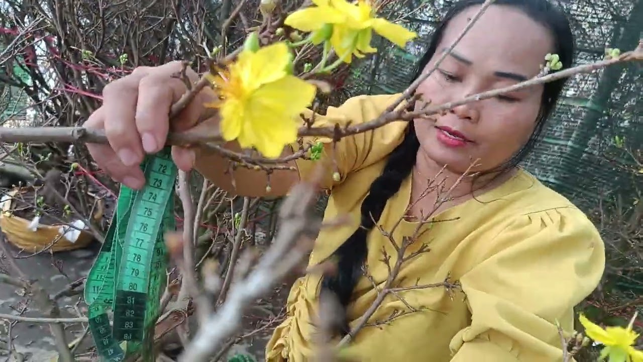 Em Ngọc 0907321470, ngày 10/2/2026Hoa Mai Tết giảo hạt Thủ Đức rin 