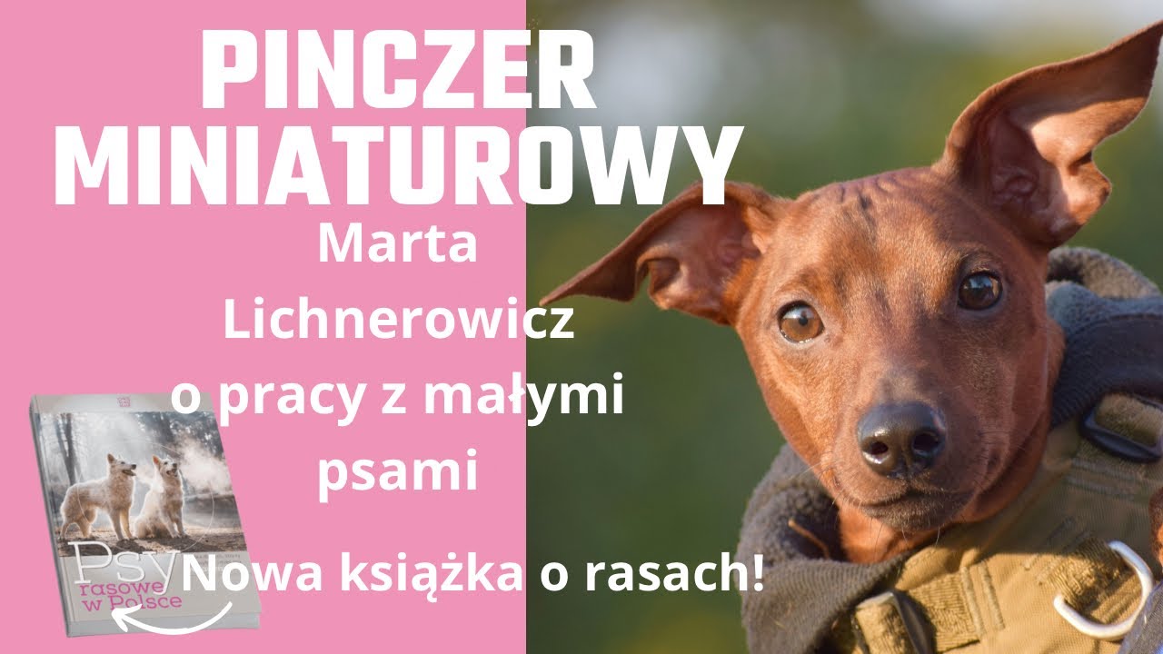 Plusy i minusy pracy z małym psem. Marta Lichnerowicz o hodowli pinczera miniaturowego.
