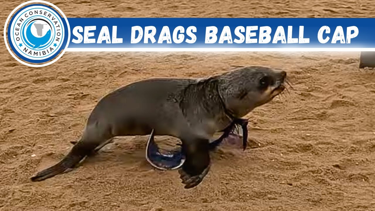 Seal Drags Baseball Cap