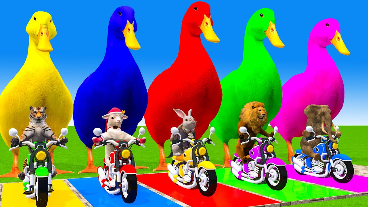 5 Giant Duck Cartoon,Cow,Elephant,Tiger,Lion,Dinosaur,Paint Wild Animals Crossing Fountain Animation