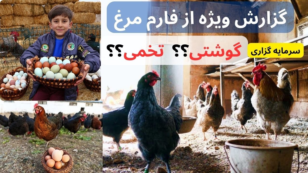 گزارش ویژه از فارم مرغداری درافغانستان، سرمایه گزاری مرغهای گوشتی ویا تخمی بهتره؟؟ بزرگترین فارم مرغ