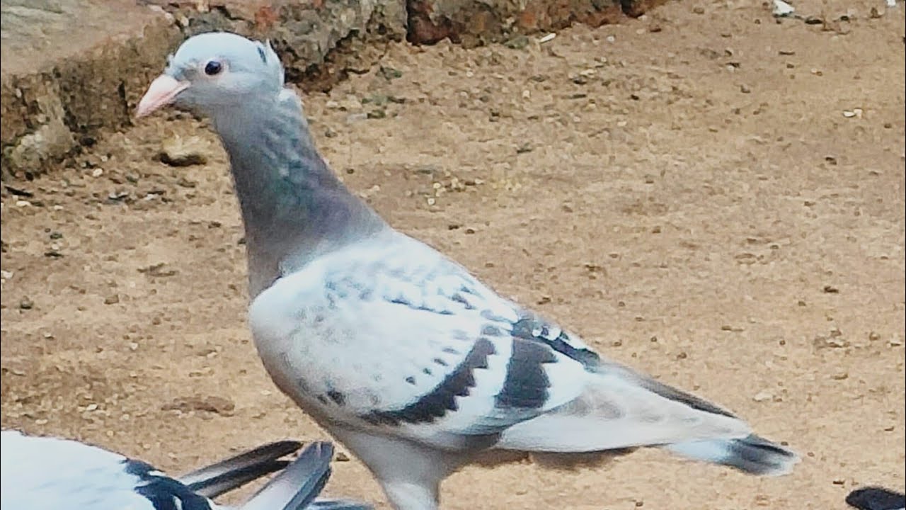 #samisattipigeonclubrwpandisb #birdspecies #kabootarloft05 #parwazikaboter #birdspecies #pigeon #p