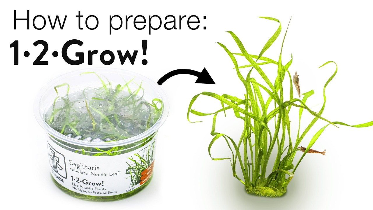 How To Plant Aquarium Tissue Culture Plants