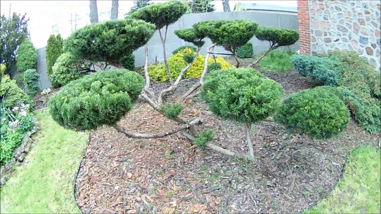 Formowanie jałowca na Bonsai