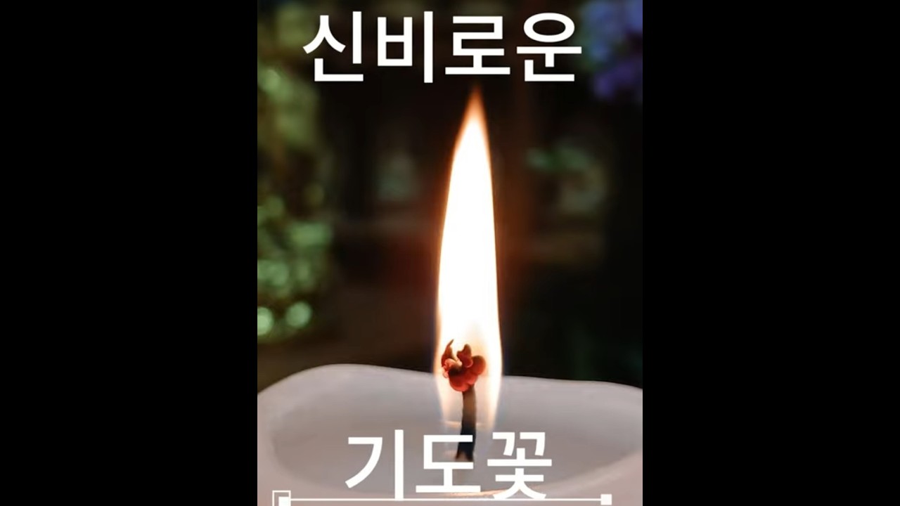 신비로운 기도꽃이 매일 피어나는 길상사 #기도꽃
