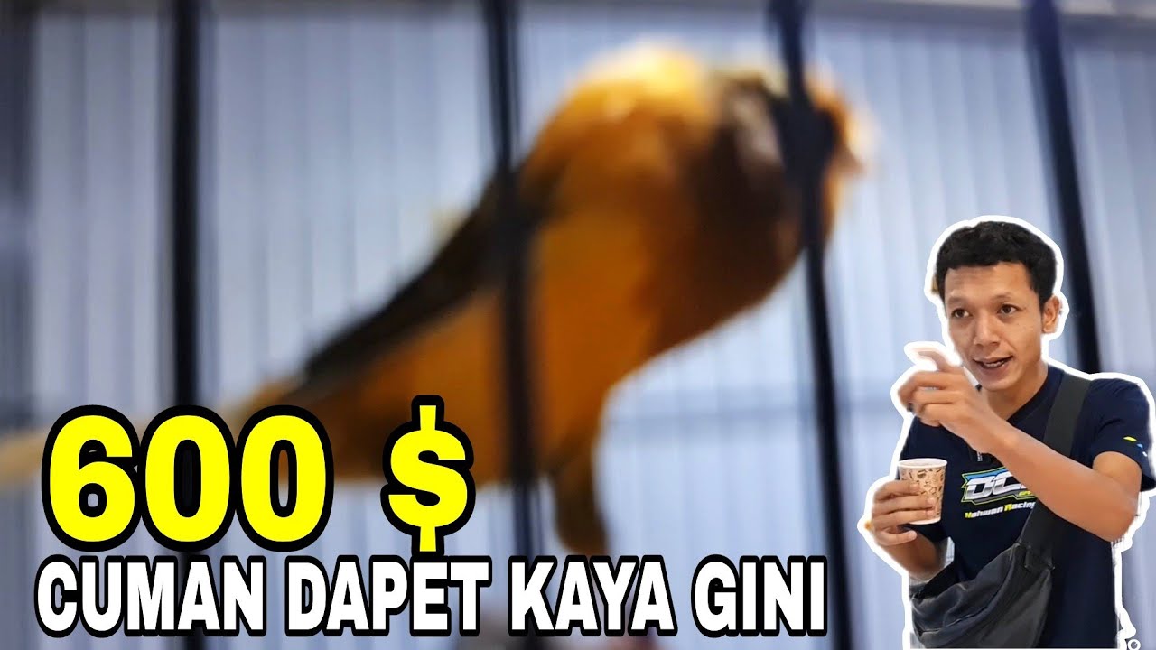 LEMESS BESTIIII‼️ INI KENARI APA ONTA.SAYANG HANYA BISA MEMANDANG NYA SAJA..