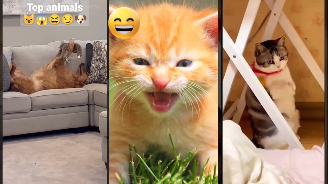 Funny Cat 🙀 funny cats talking 🐈‍⬛ #FunnyCats Episode 3799