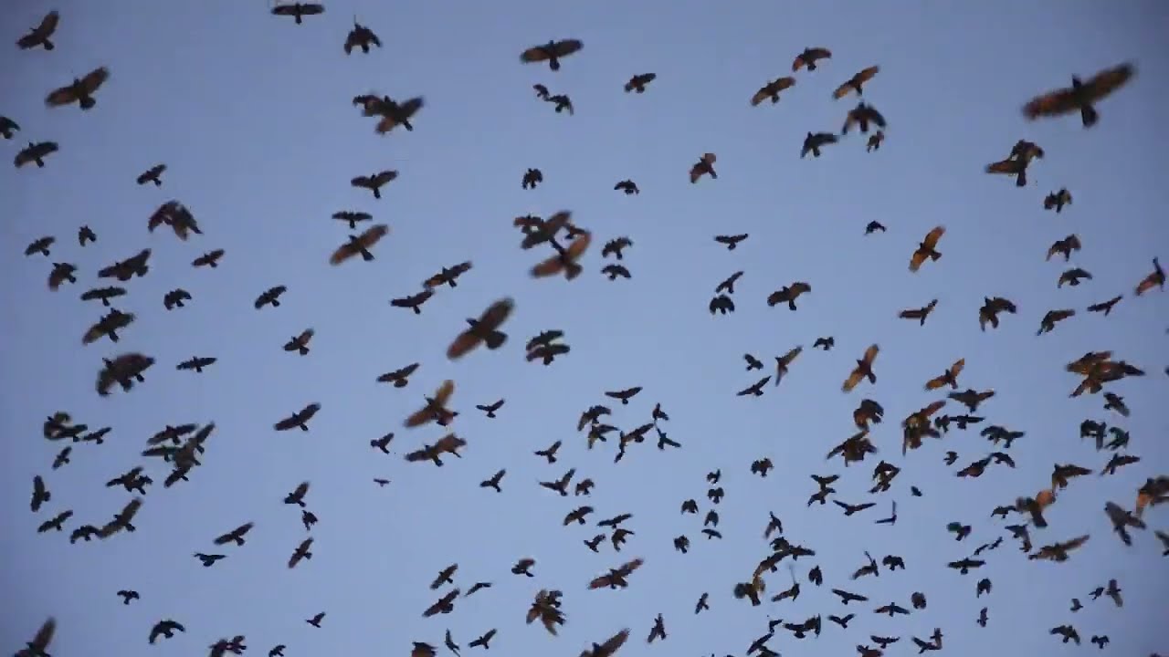 2022 Winter Crow Roost Documentary!