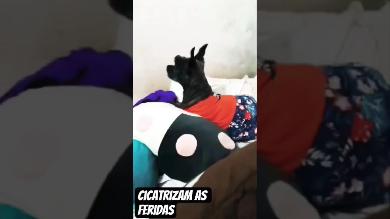 #amoranimal #amorincondicional #curta #compartilhe #comente #pets