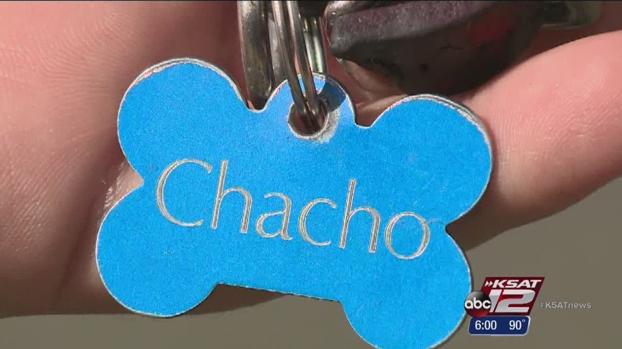Neighbors: Dog killed after being hurled at man during fight