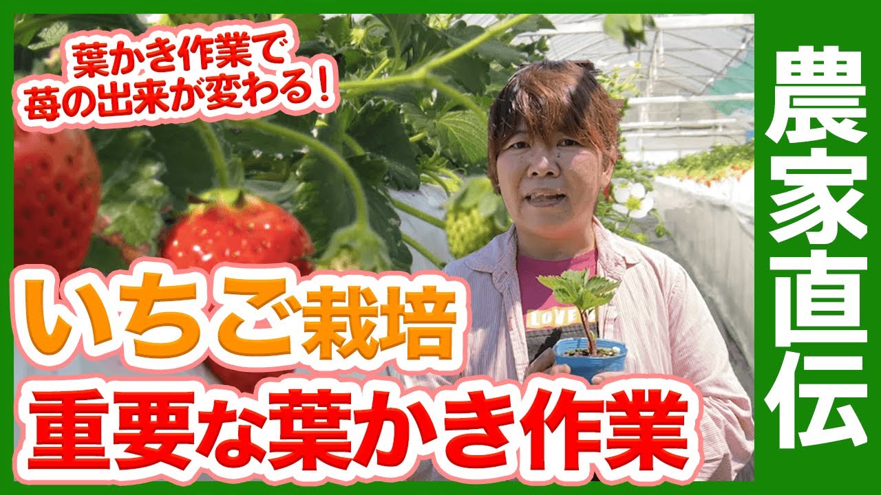家庭菜園や農園でイチゴを大きくする方法！苺の苗を定植するまでにやっておくべきイチゴ栽培の重要作業を解説！【農家直伝】