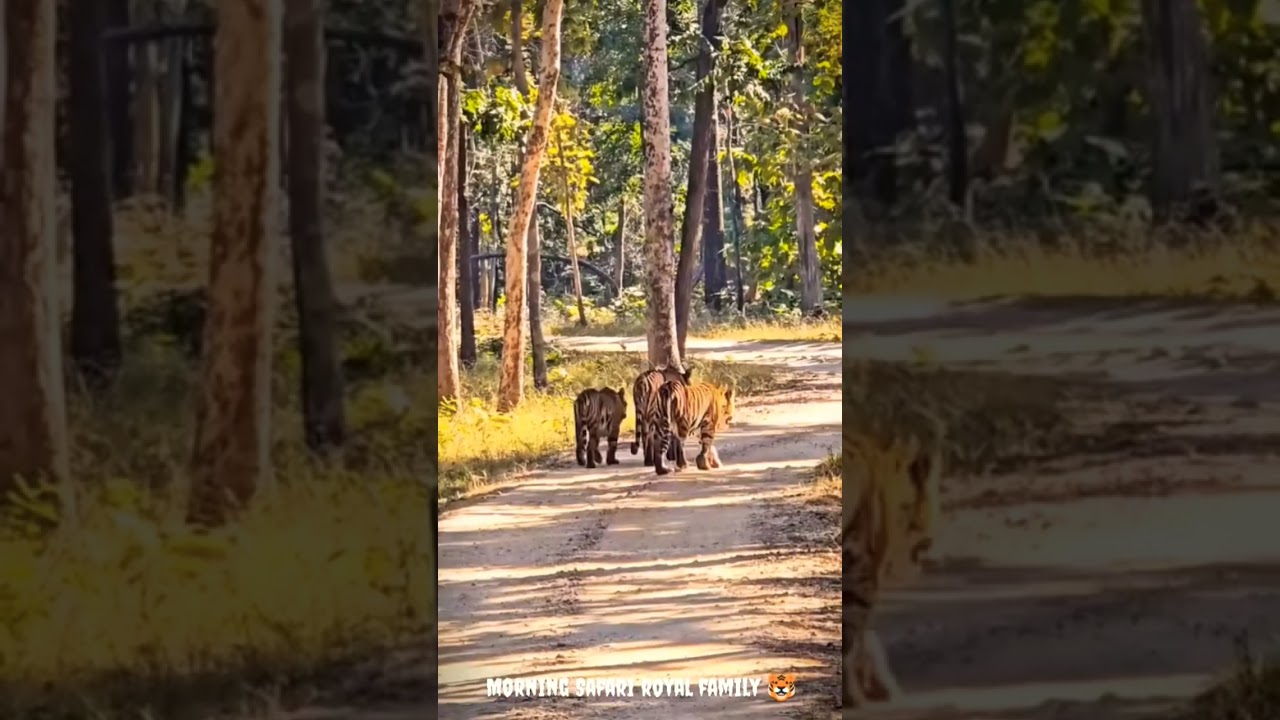Pench Tiger Reserves wildlife adventure powerful family 🐯