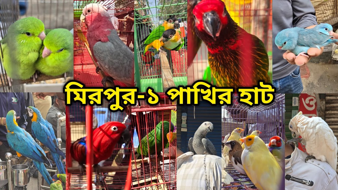 মিরপুর-১ পাখির হাট ১৩/০২/২০২৬ | মিরপুর-১ পাখির হাট | Mirpur-1 Bird Market | Mirpur-1 pakhir hat 2026