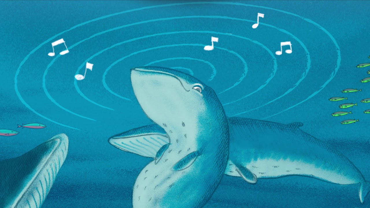 Sei, la ballena
