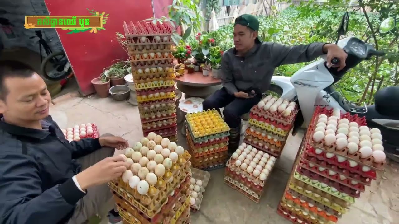 EP-09 សកម្មភាពប្រមូលផលពងទា