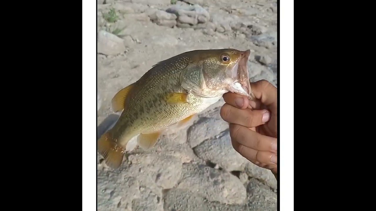 Salida pesca black bass en el balde de Azutan una pasada