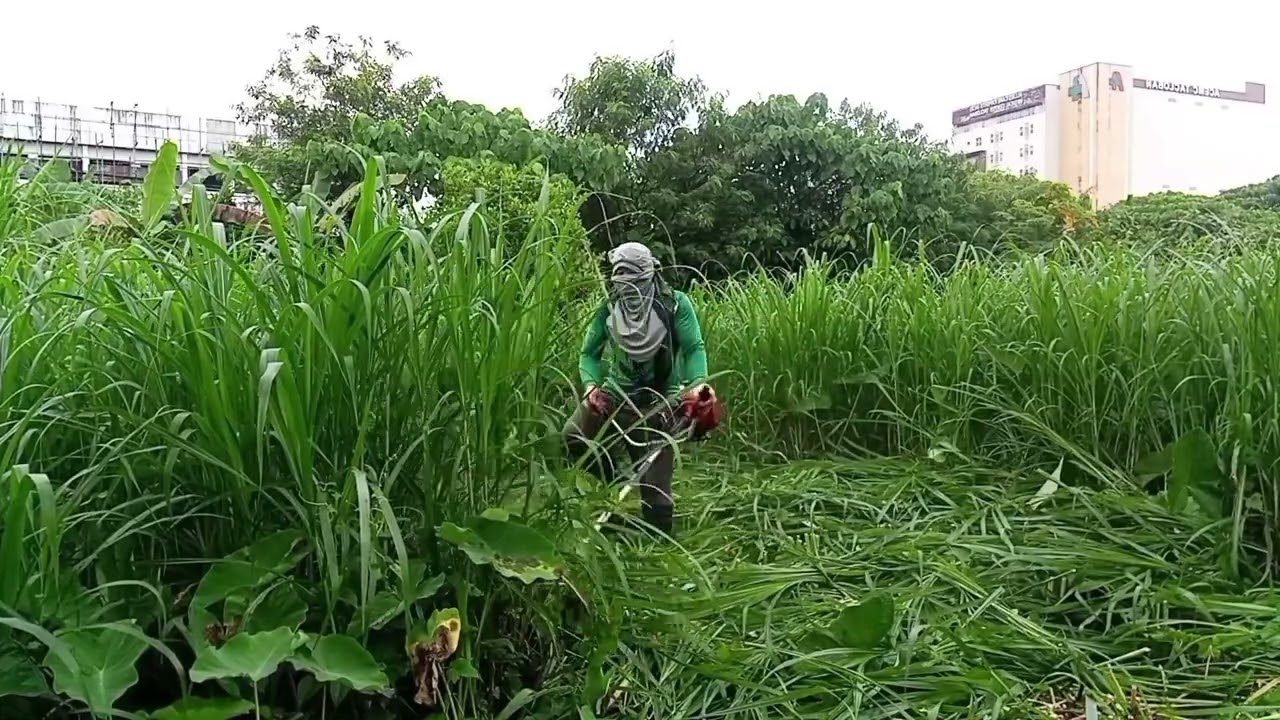 Hello guy's grass cutter tayo #rogersanaallremixvlog