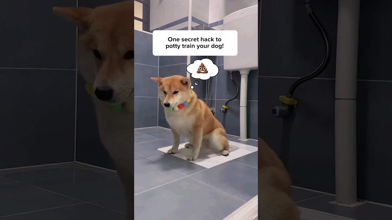 СЕКРЕТ приучения собаки к горшку!!🐕🐾