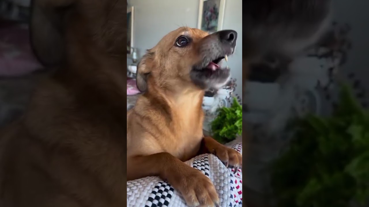 Manda quem pode, obedece quem tem juízo, será que temos vagas no Saleziano? rs