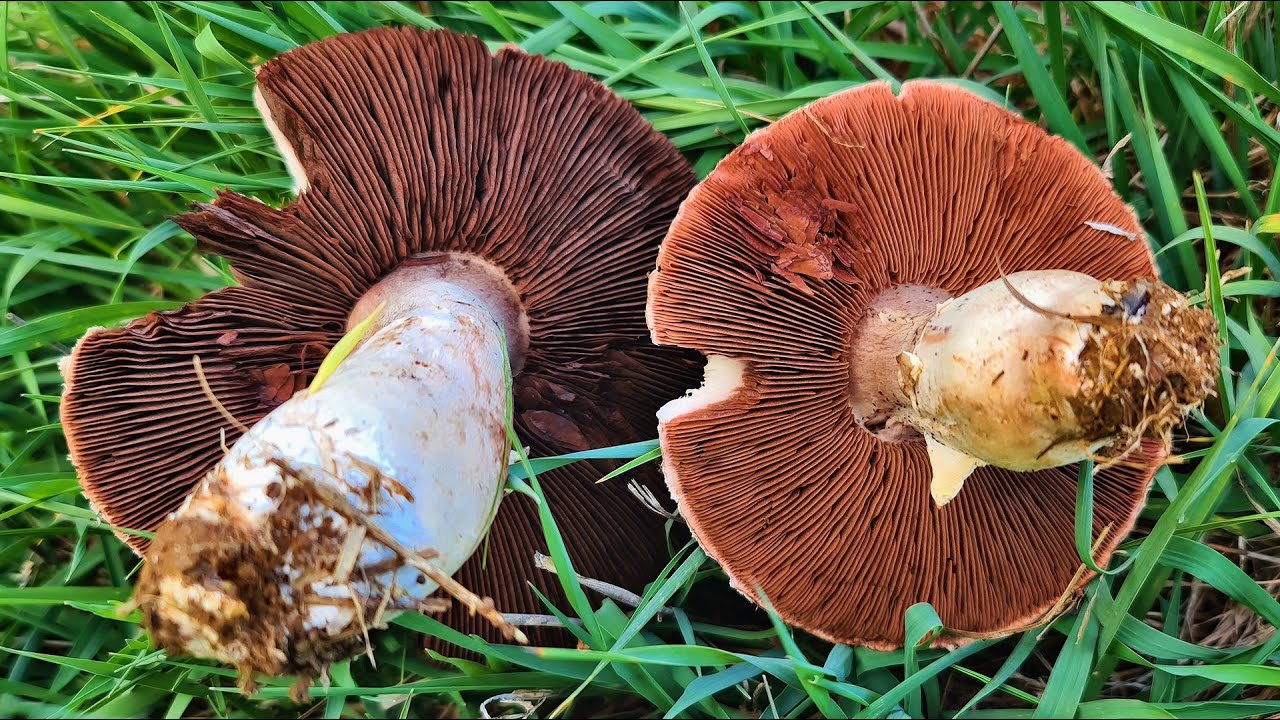 How to tell which mushrooms are safe to eat