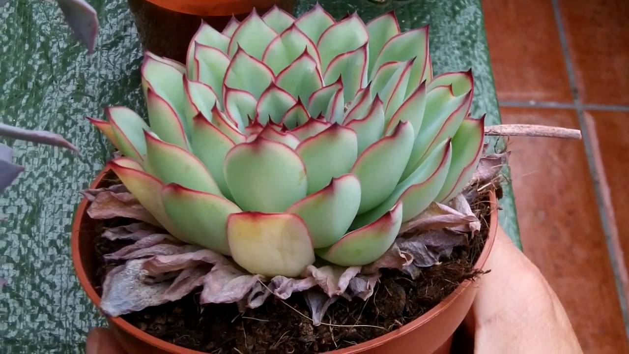 How to remove dead leaves from Echeveria Succulent Plants