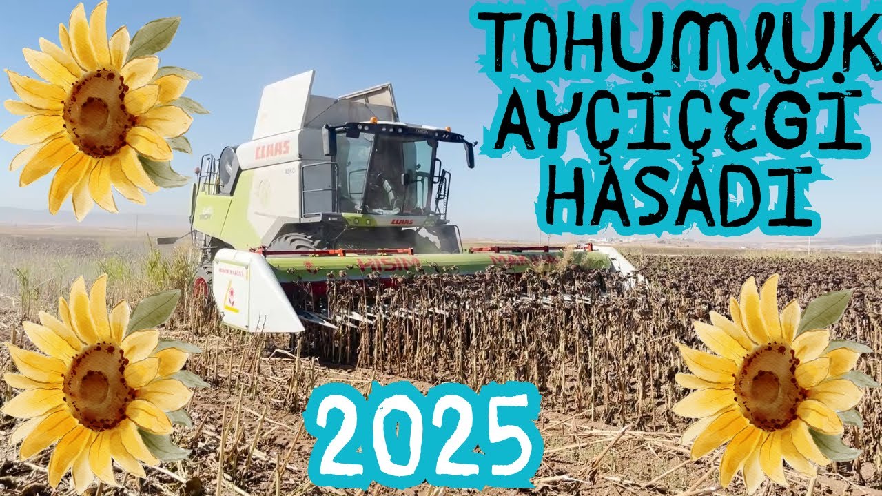 TOHUMLUK AYÇİÇEĞİ HASADI ESKİŞEHİR/BEYAZALTIN KÖYÜ 10.09.2025 SYNGENTA #ayçiçeği #sunflower