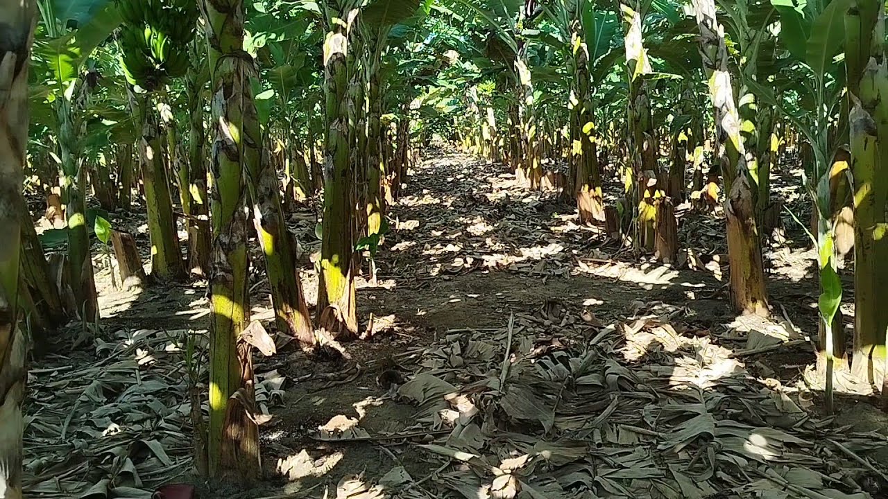 BANANA - plantação de banana prata GORUTUBA