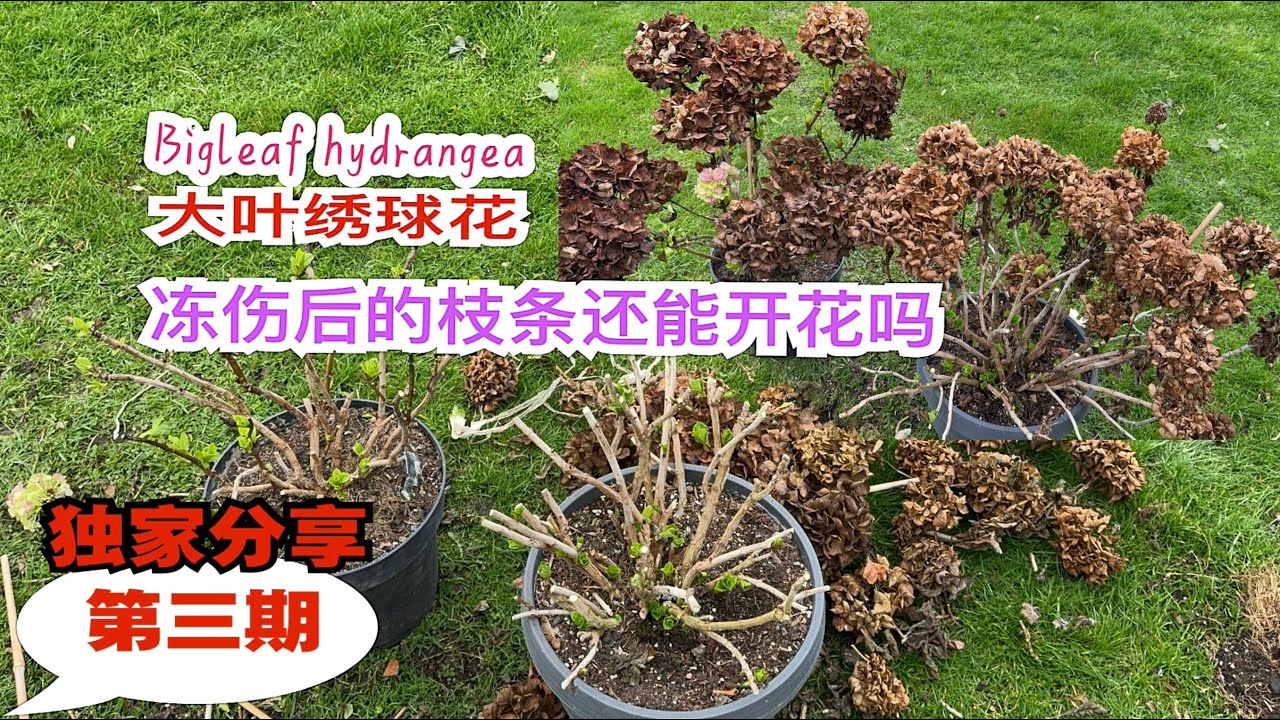 绣球花成苗早春新老枝替换修剪方法和控芽/夏末没有修剪现在还来得及/手把手详解/养大叶绣球对光照的误区/11.03.2024