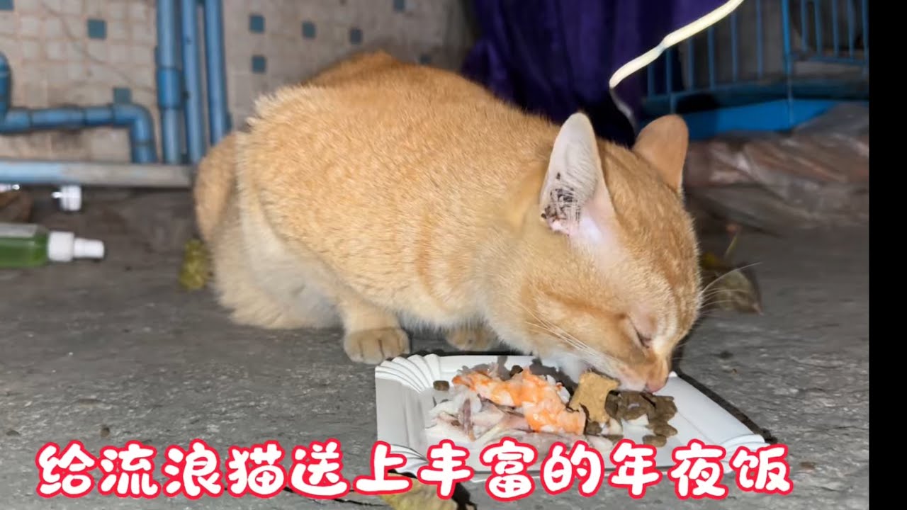给流浪猫送上丰富的年夜饭，让它们开心过年