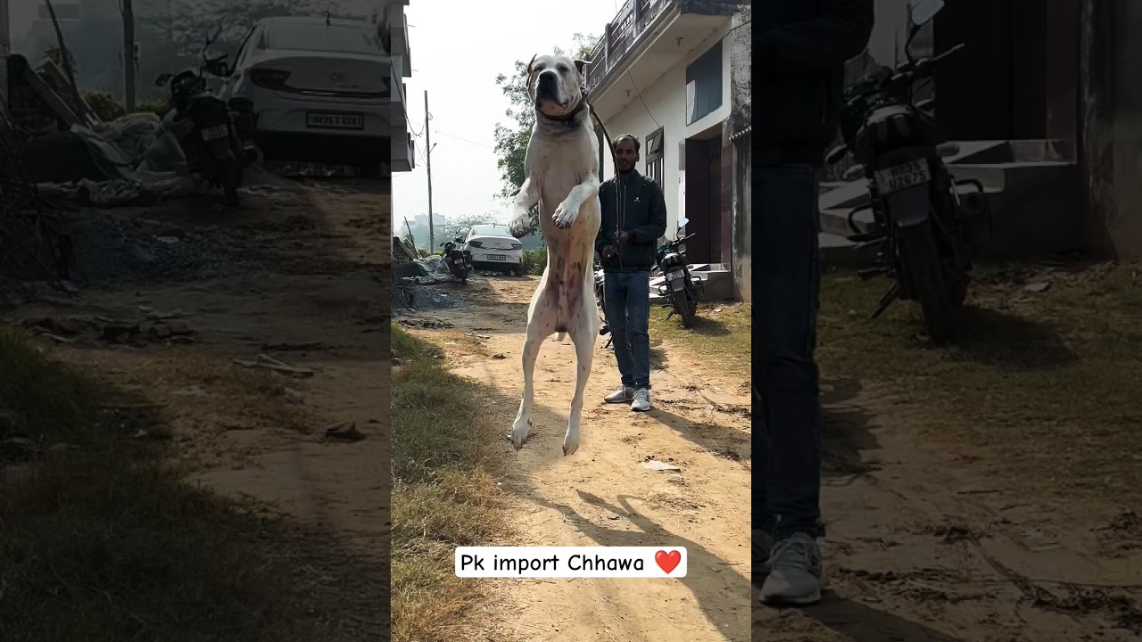 pakistani bully bully kutta bully dog