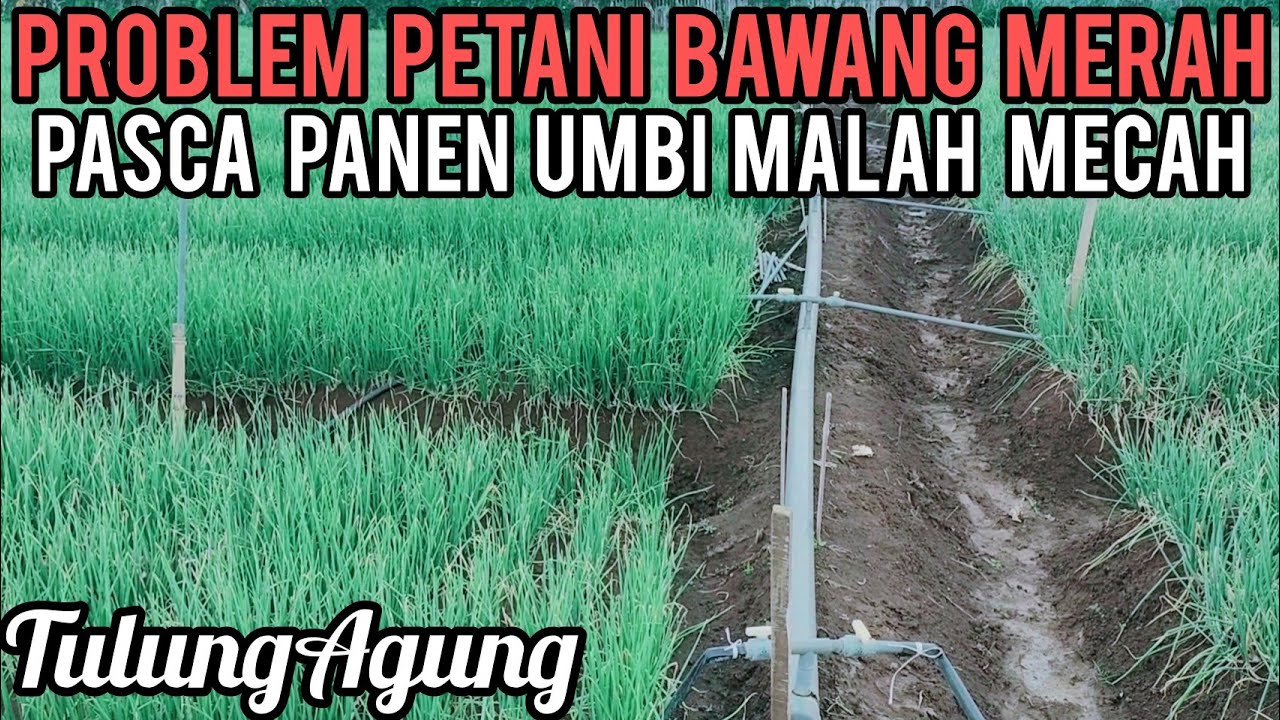 TANAMAN BAWANG MERAH SALAH APLIKASI PUPUK UMBI BISA MECAH
