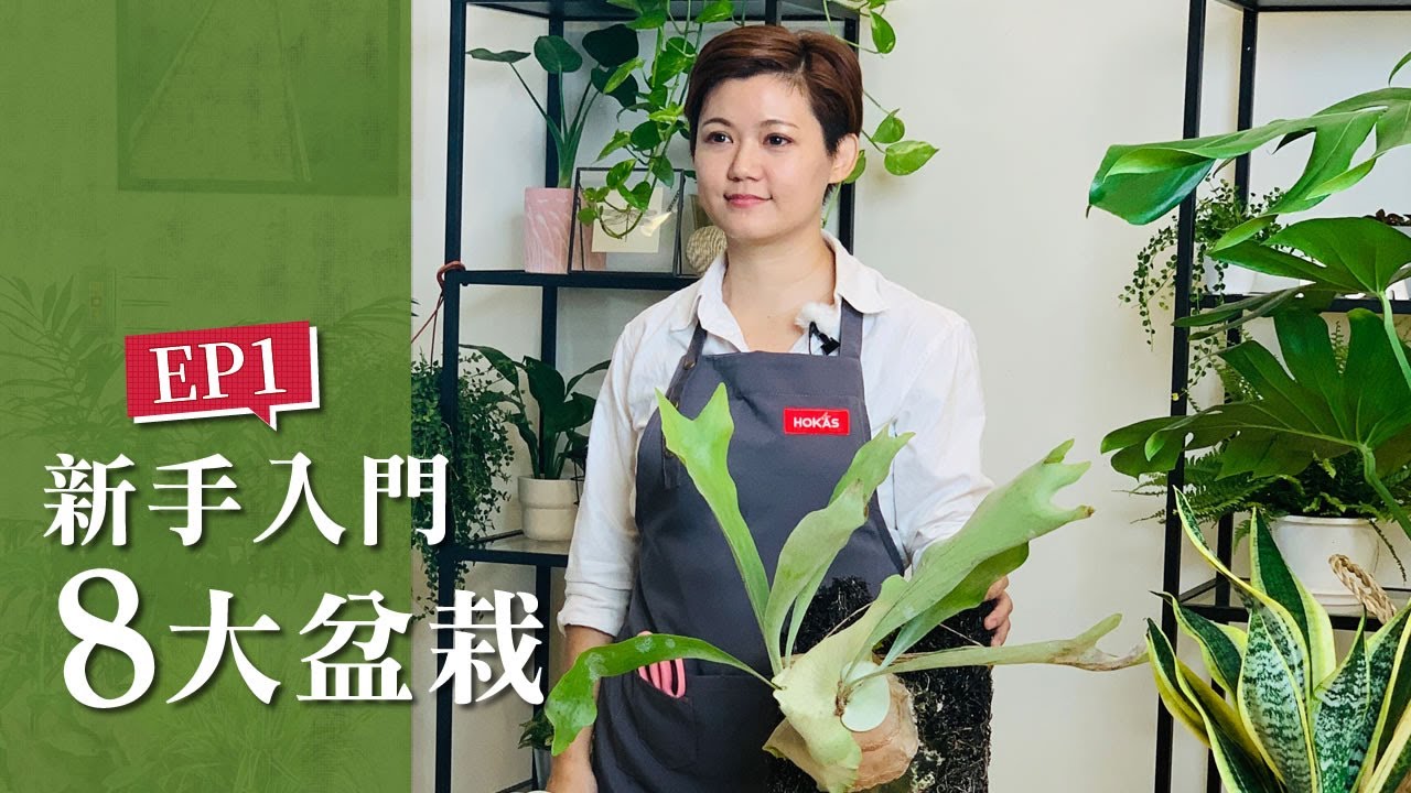 【HOKAS園藝知識館 】EP1.新手入門八大盆栽