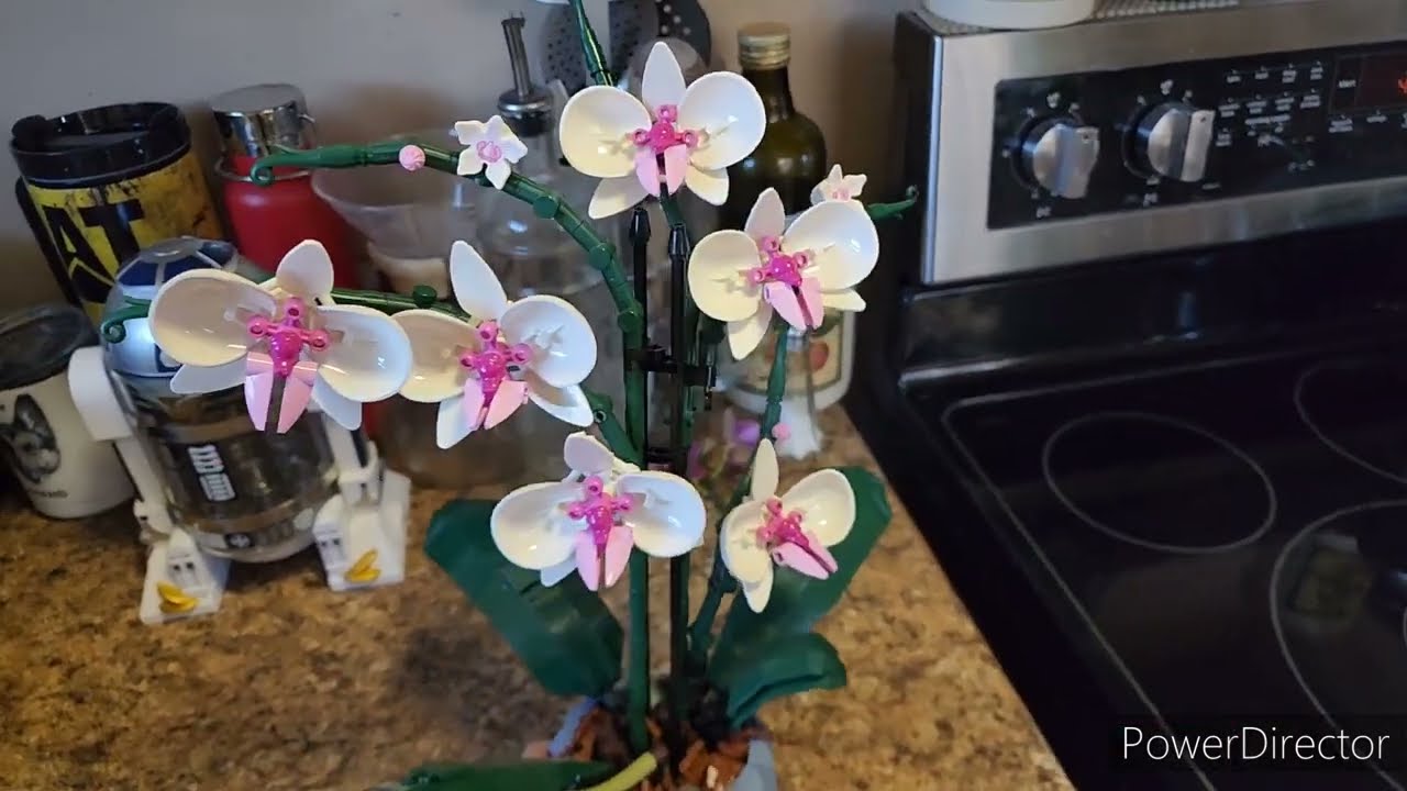 New Orchids/Phal cold damage/Lego Phal