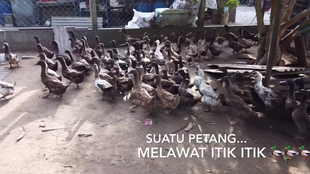 Itik telur