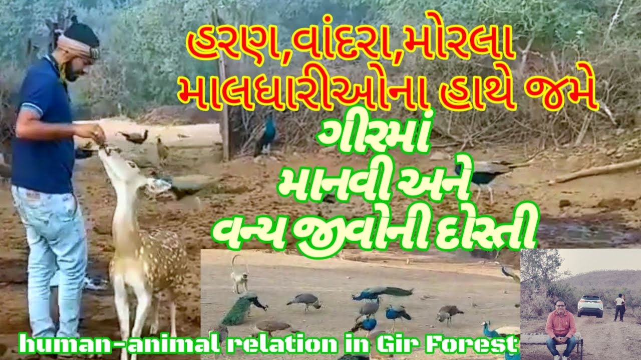 ગીરમાં માલધારીઓની મોજ//પ્રાણીઓ,પંખીઓ સાથે અનેરું સહજીવન//human-animals friendship #ગીરનાખોળે