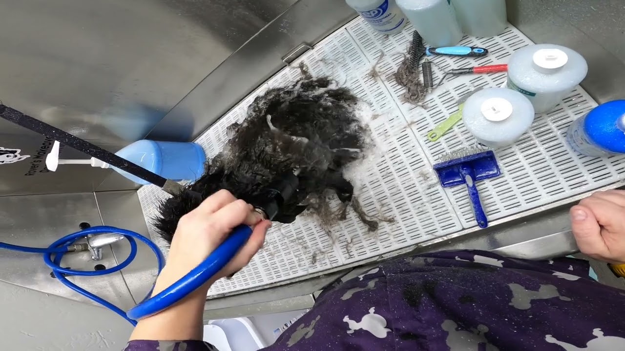 Pomeranian Has SEVERELY Impacted Undercoat