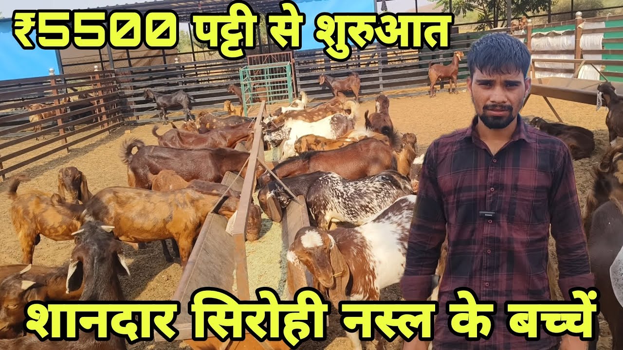 ₹5500 पट्टी से शुरुआत! शानदार सिरोही नस्ल के बच्चें! at visit Pk goat farm Ajmer (Pankaj Toshik)