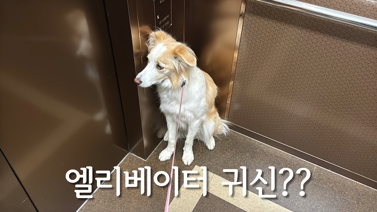 강아지들은 정말 귀신을 볼까요?