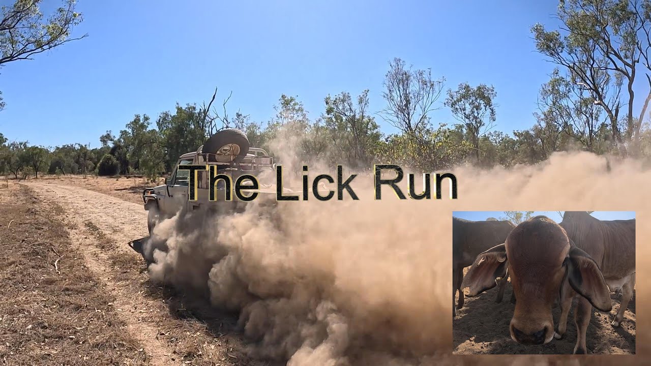 The Lick Run - Working On A Cattle Station, Far North Queensland, Australia 