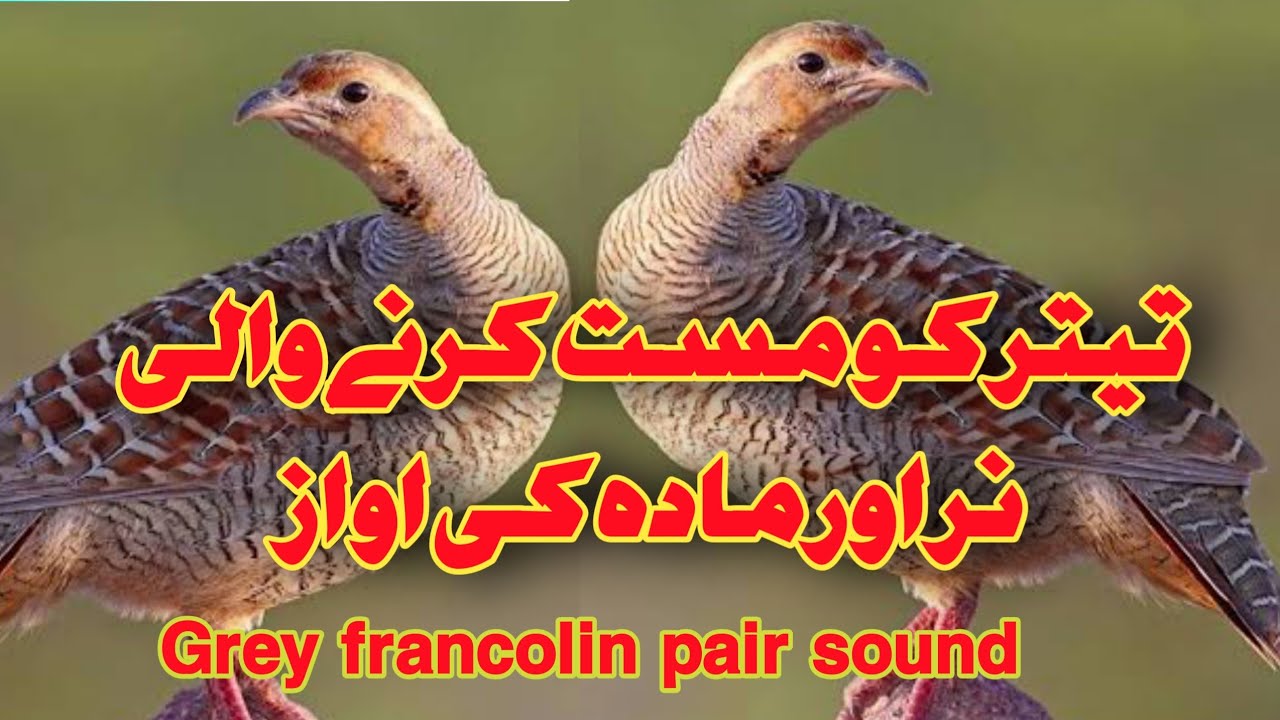 |teetar ko mast krnay wali awaaz|grey francolin pair sound |female teetar awaz| partidge sound