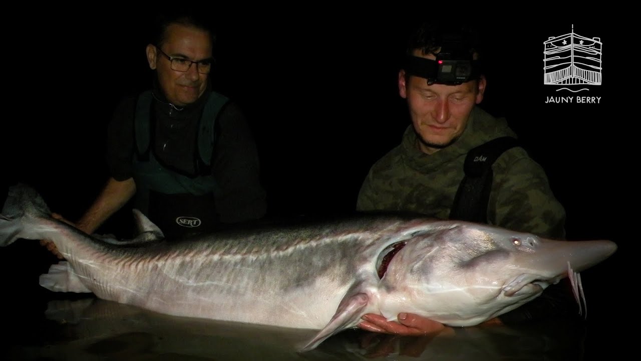 On pêche un ESTURGEON de +75 kg au Domaine des Pins.
